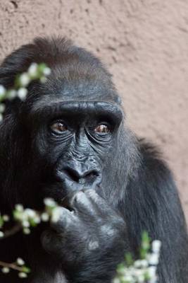 Book cover for A Shy Female Gorilla, for the Love of Animals