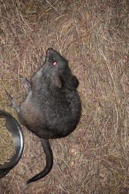 Book cover for Long Nosed Potoroo Australia