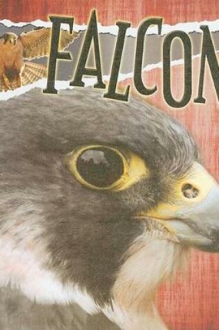 Cover of Falcons