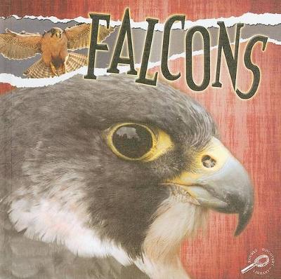 Book cover for Falcons