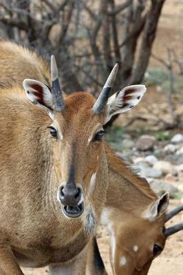 Book cover for Nilgai Indian Antelope Journal