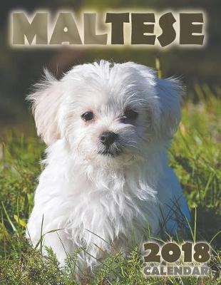 Book cover for Maltese 2018 Calendar (UK Edition)