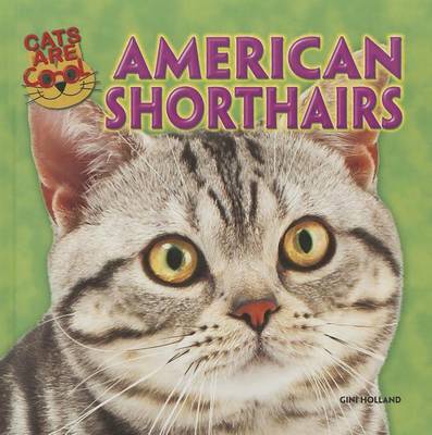 Book cover for American Shorthairs