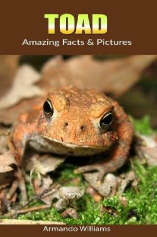 Cover of Toad