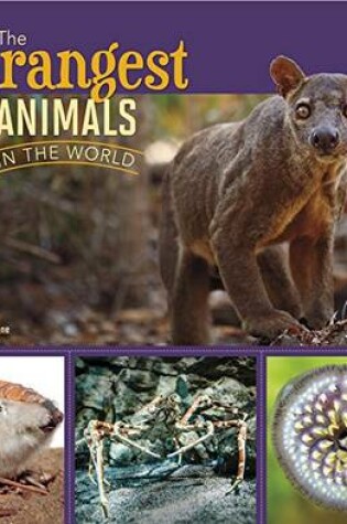 Cover of All About Animals Strangest Animals in the World