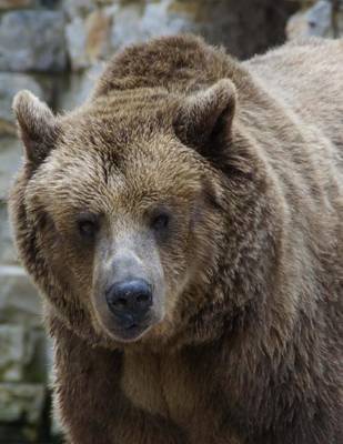 Book cover for Brown Grizzly Bear in the Fall, Jumbo Oversized