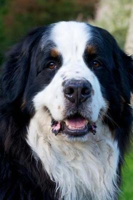 Book cover for Say Hello to the Bernese Mountain Dog Journal