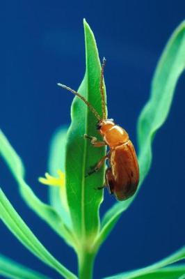 Book cover for Insect Journal Flea Beetle On Leaf Entomology