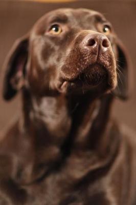 Book cover for 2020 Daily Planner Chocolate Lab Dog Photo 388 Pages