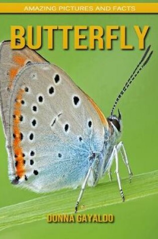 Cover of Butterfly