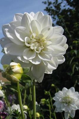 Book cover for An Awesome White Dinner Plate Dahlia in a Sunny Flower Garden Journal