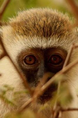 Book cover for Adorable Baby Monkey Peeking Through the Branches Journal