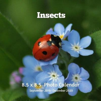 Cover of Insects 8.5 X 8.5 Photo Calendar September 2019 -December 2020
