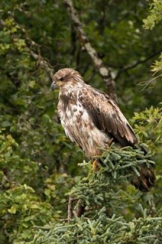 Cover of A Juvenile Bald Eagle Perched on a Pine Tree Journal