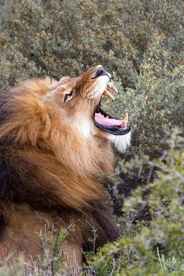 Book cover for A Male Lion Roaring in the Wild, for the Love of Animals