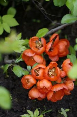 Cover of Flowering Japanese Quince Plant Journal