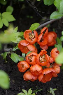 Book cover for Flowering Japanese Quince Plant Journal