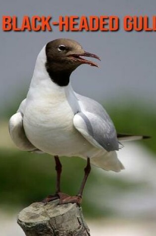 Cover of Black-Headed Gull