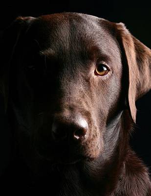 Book cover for Jumbo Oversized a Beautiful Chocolate Lab Posing