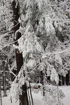 Cover of 2019 Daily Planner Winter Season Snowy Woods 384 Pages