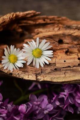 Book cover for White and Purple Flowers on a Fallen Log in the Woods