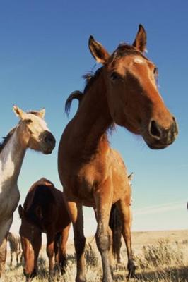 Book cover for 2020 Daily Planner Horse Photo Equine Curious Horse 388 Pages