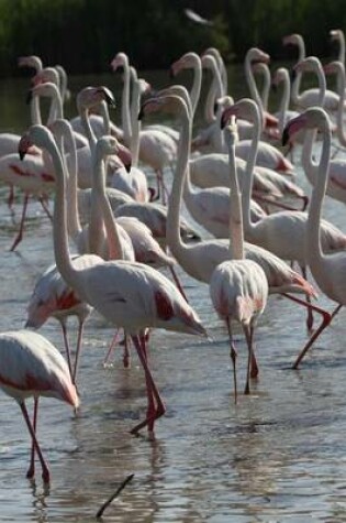 Cover of Flamingos in a Marsh, Birds of the World