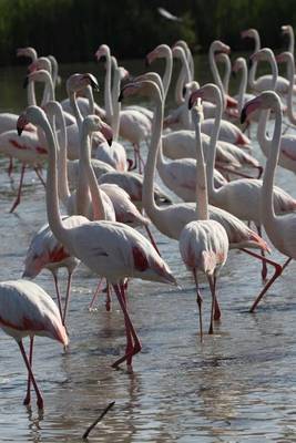 Book cover for Flamingos in a Marsh, Birds of the World