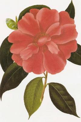 Book cover for Camellia Reticula Drawing, for the Love of Flowers