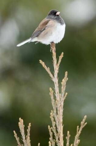 Cover of Dark Eyed Junco Bird Sitting on a Tree Top Journal