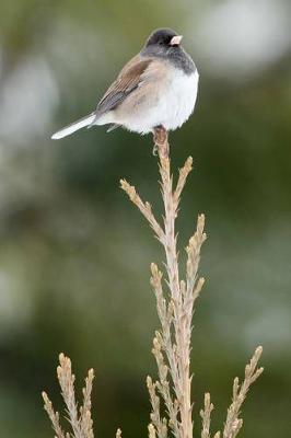 Book cover for Dark Eyed Junco Bird Sitting on a Tree Top Journal