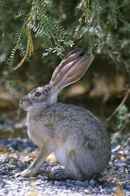 Book cover for Cute Little Jackrabbit Journal