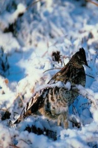 Cover of Journal Bird In Snowy Branches