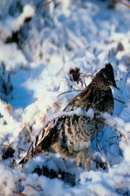 Book cover for Journal Bird In Snowy Branches