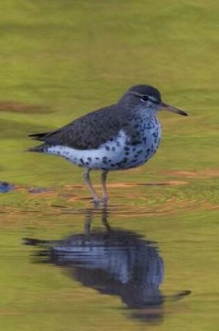 Cover of Spotted Sandpiper Journal (Actitis Macularia)