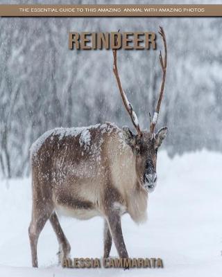 Book cover for Reindeer