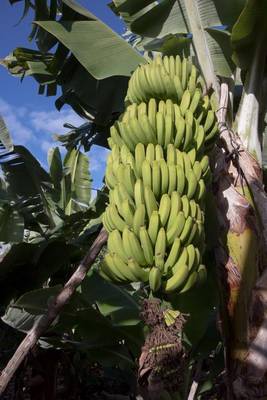 Book cover for A Big Bunch of Green Bananas on a Tree Fruit Journal