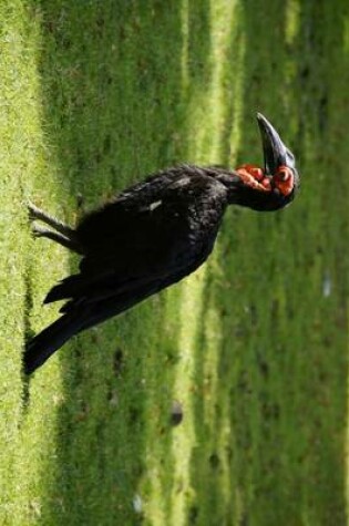 Cover of Ground Hornbill, Birds of the World