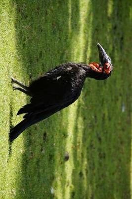 Book cover for Ground Hornbill, Birds of the World