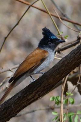 Book cover for Asian Paradise Flycatcher Bird Journal