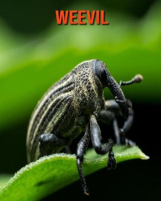 Book cover for Weevil