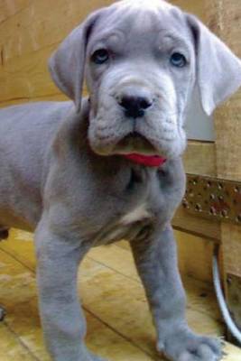 Book cover for Blue Great Dane Puppy, for the Love of Dogs