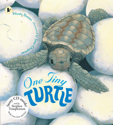 Book cover for One Tiny Turtle Pbk With Cd