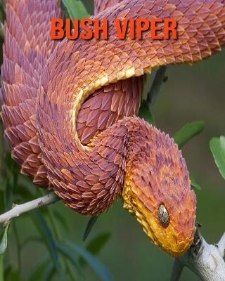 Book cover for Bush Viper