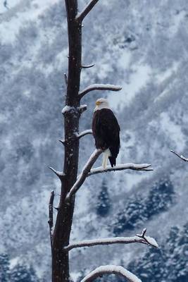 Book cover for Eagle in the Snow Journal