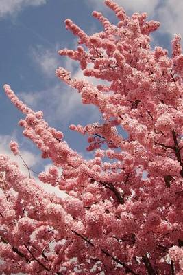 Book cover for Huge Pink Cherry Blossoms, for the Love of Flowers