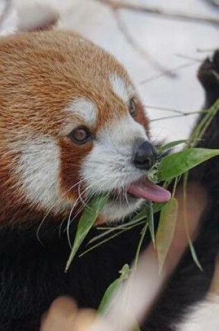 Cover of Cute Little Red Panda in the Snow with a Bamboo Snack Journal