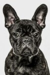 Book cover for French Bulldog