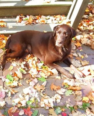 Book cover for School Composition Book Chocolate Lab Black Lab Cute Dogs Outside Fall 130 Pages