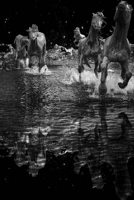 Book cover for White Horses Galloping Through the Surf